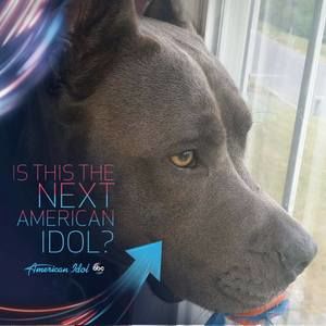 Meet your Posher, Bella